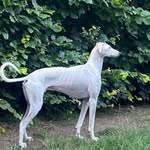 steventhetalkinglurcher profile picture