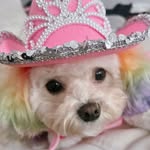 stevie_bugs profile picture