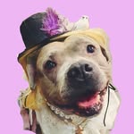 stevienicksbull profile picture
