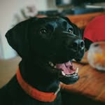 stevieticks profile picture