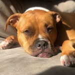 still_benny_from_the_block profile picture