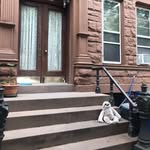 stoopingnyc profile picture
