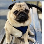 storminnormanthepug profile picture
