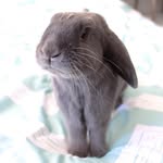 stormyrabbits profile picture