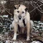 stormytherescue profile picture