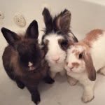 storyof3rabbits profile picture
