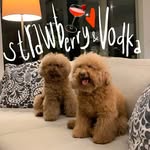 strawberryvodka profile picture