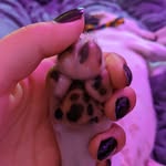 straypawstrio profile picture