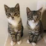 stripedhoneynuggets profile picture