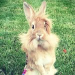 stuart_rabbit profile picture