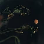studio__piar profile picture