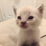 stuffnexttomycat profile picture