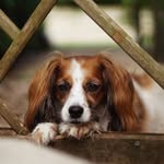 stylishdog profile picture