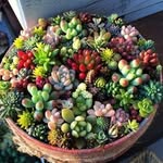succulentblue69 profile picture