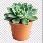 succulent_comedy profile picture