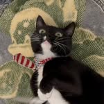 suet.yu.meow profile picture