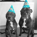 sugarandmarleystaffies profile picture