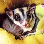 sugar_flavored profile picture