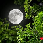 suhana_naaz033 profile picture