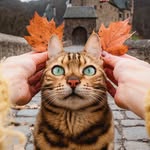 sukiicat profile picture