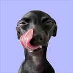 sukkatheiggy profile picture
