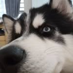 sulycamachogutierrez profile picture