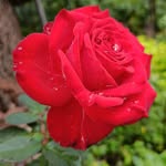 suma_s_rao profile picture