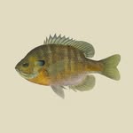 sunfish profile picture