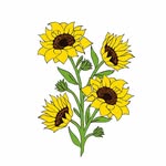 sunflowerbyeva profile picture