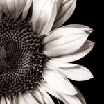 sunflowersalonla profile picture