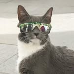 sunglasscat profile picture