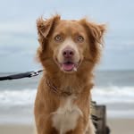 sunnyrunsnyc profile picture