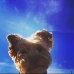 sunnysaintpete profile picture