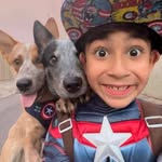 super_cattledogs profile picture