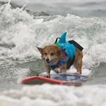 supercorgi_jojo profile picture