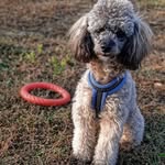 super_dog_bailey_ profile picture