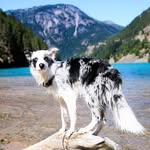 superdogjoey profile picture