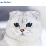 superhirocat profile picture