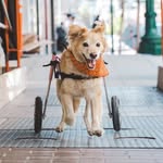super_scooty profile picture
