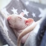 superstar_rats profile picture