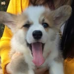 super_the_corgi profile picture