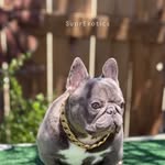 supremoexotics profile picture