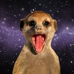suricate profile picture