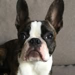 susanthefrenchton profile picture