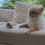 sushiandsakedogs profile picture