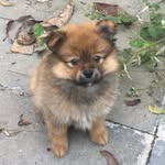 swag_the_pomeranian profile picture