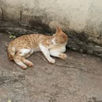swati.matagar profile picture