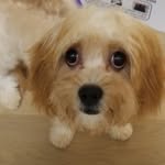 sweet.lil.sadie profile picture