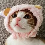 sweetcatclub profile picture