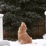 sweetgraciethegolden profile picture